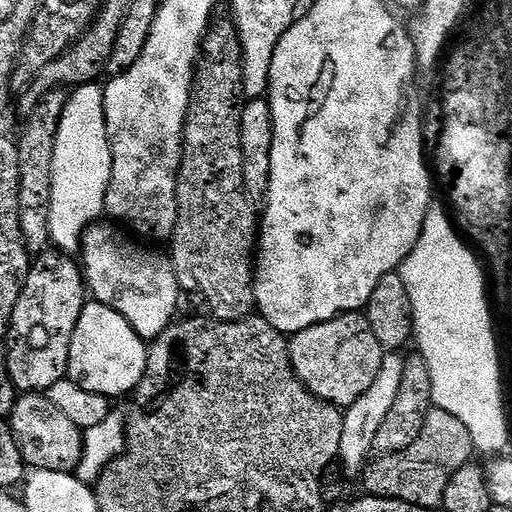 Source Image