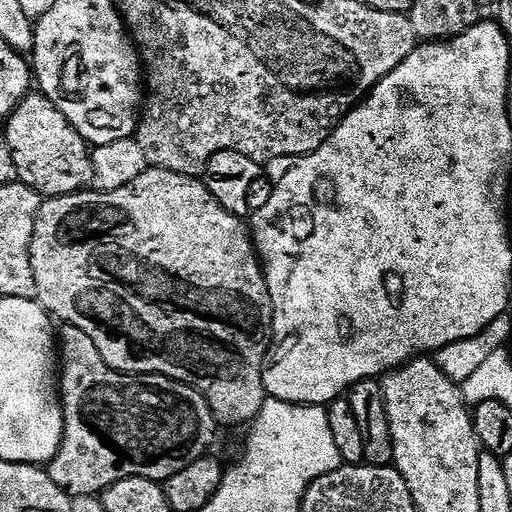 Source Image