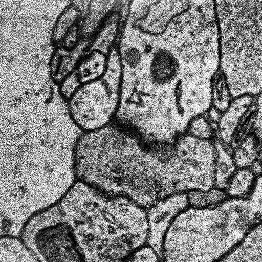 Source Image