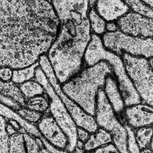 Source Image
